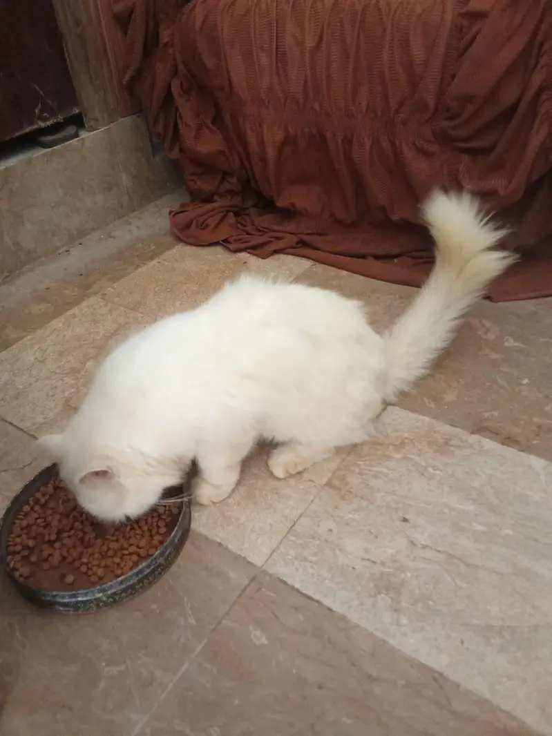 Quality Persian Punch face cat & kitten Male female — photo 5