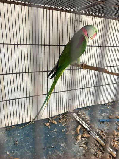 Raw , sun conure , green chick , cocktail