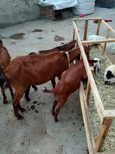 Desi Goats for sale