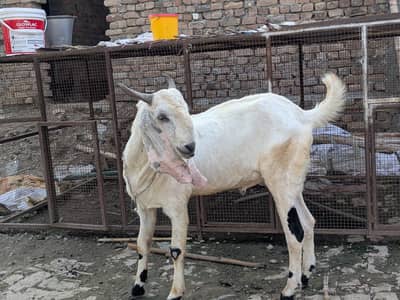 2 Goat is available for sale