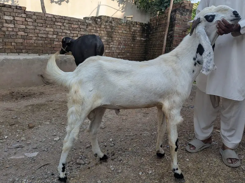 2 Goat is available for sale — photo 2