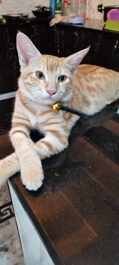 Urgent Cat for sale
