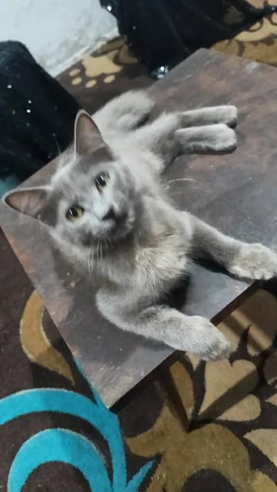 kitten