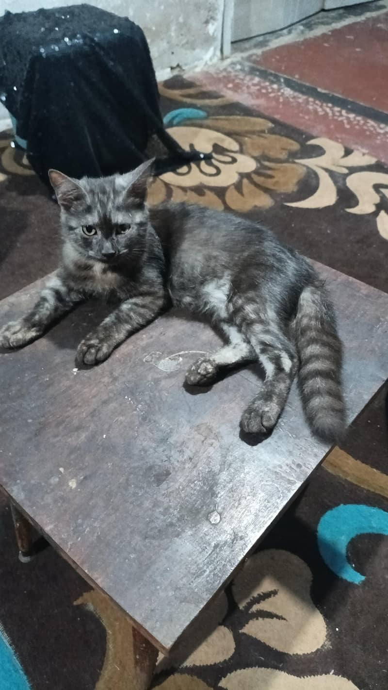kitten 1