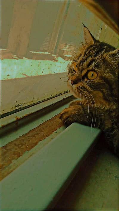 Persian female cat for sale healthy and active play full cat