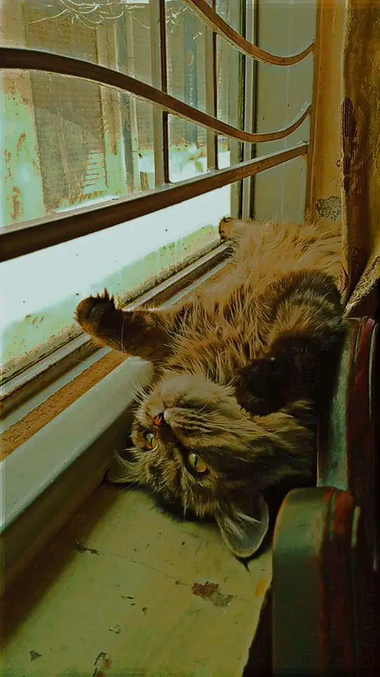 Persian female cat for sale healthy and active play full cat — photo 2