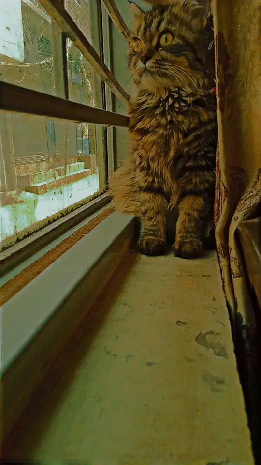 Persian female cat for sale healthy and active play full cat — photo 3