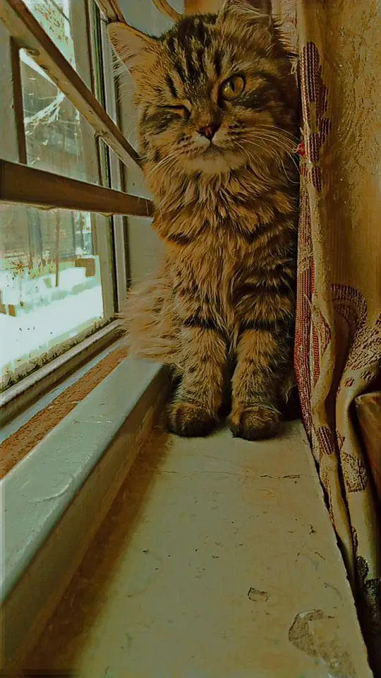 Persian female cat for sale healthy and active play full cat — photo 4