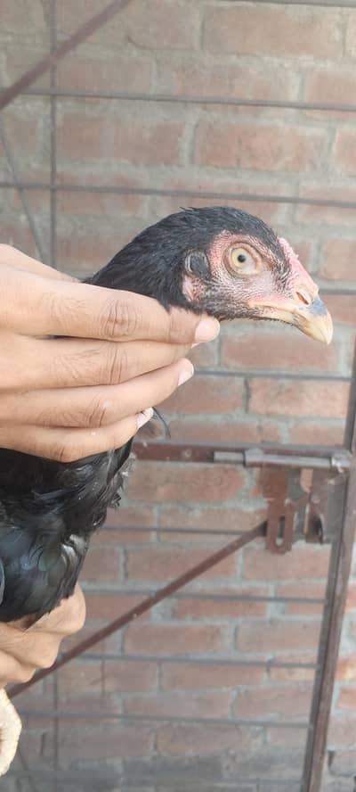 1 Male 2 female only 9k