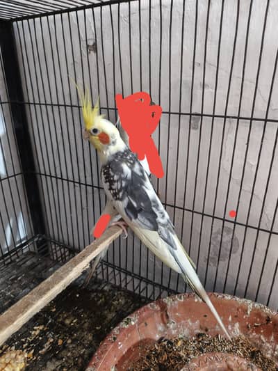 coctail male for sall exchange with femal ak nil mis ha