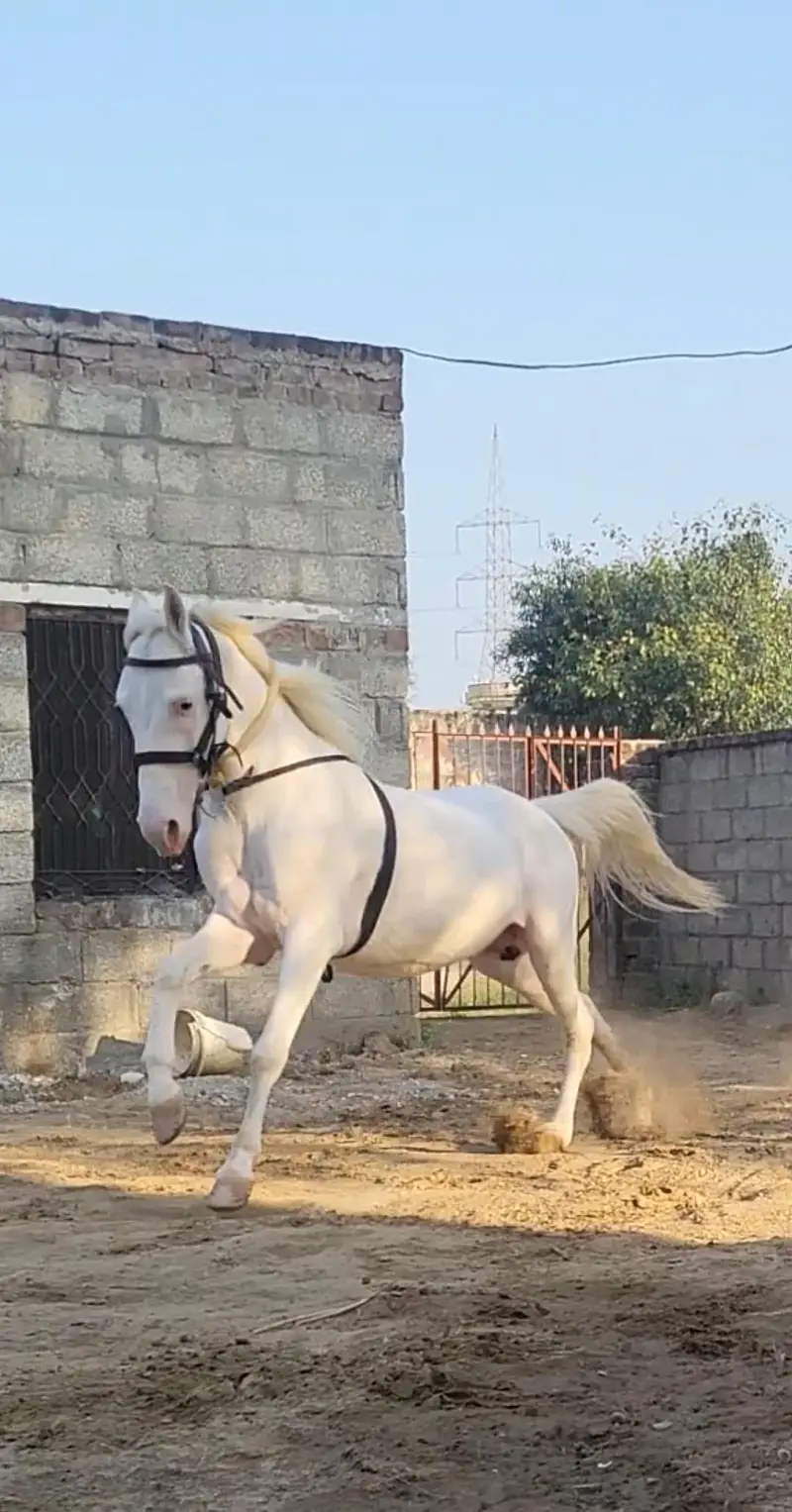 nukra wachera ghora pure blood line malik awan breed — photo 2