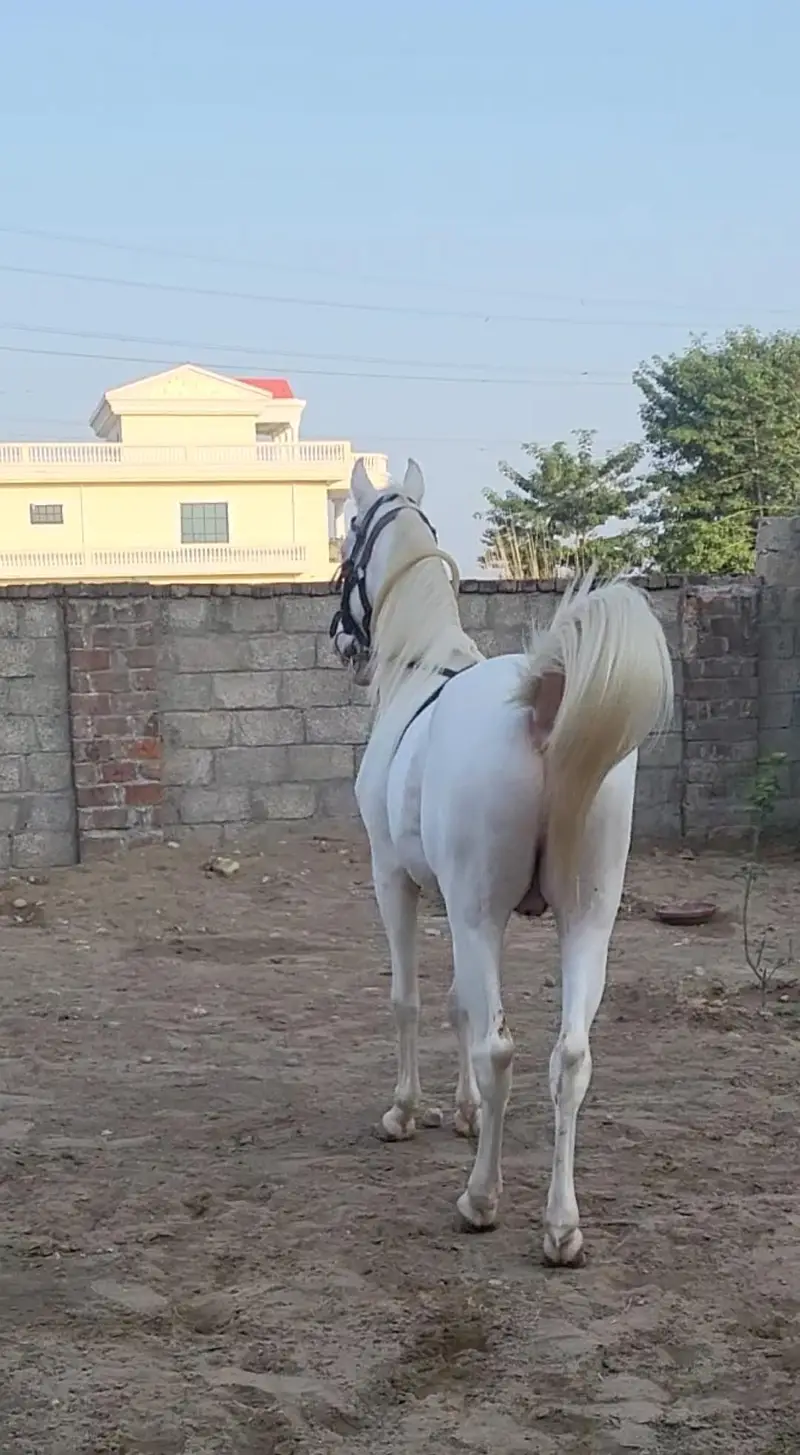 nukra wachera ghora pure blood line malik awan breed — photo 3