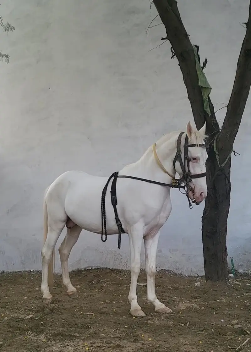 nukra wachera ghora pure blood line malik awan breed — photo 4