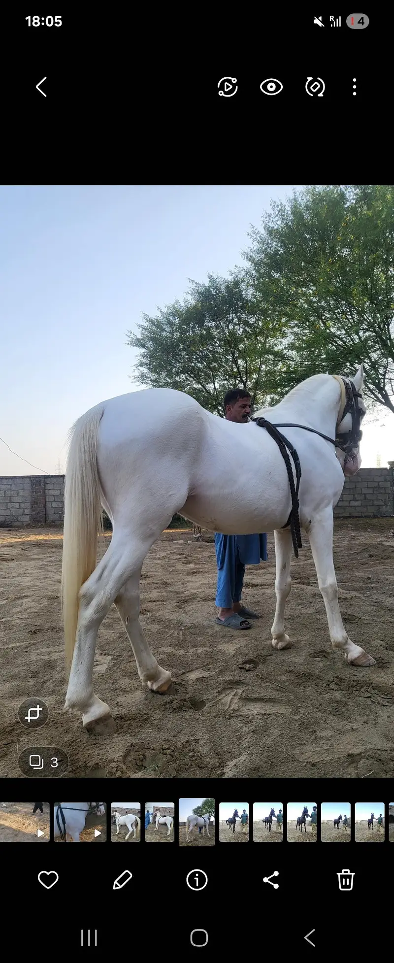nukra wachera ghora pure blood line malik awan breed — photo 5