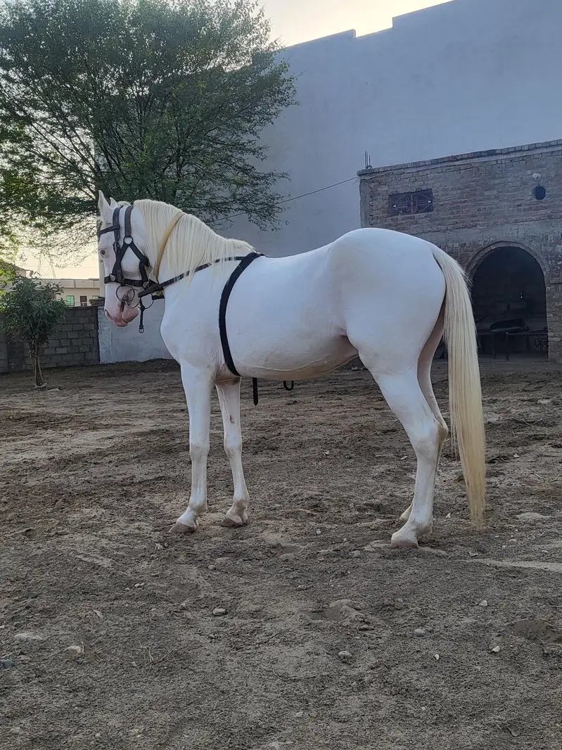 nukra wachera ghora pure blood line malik awan breed — photo 6