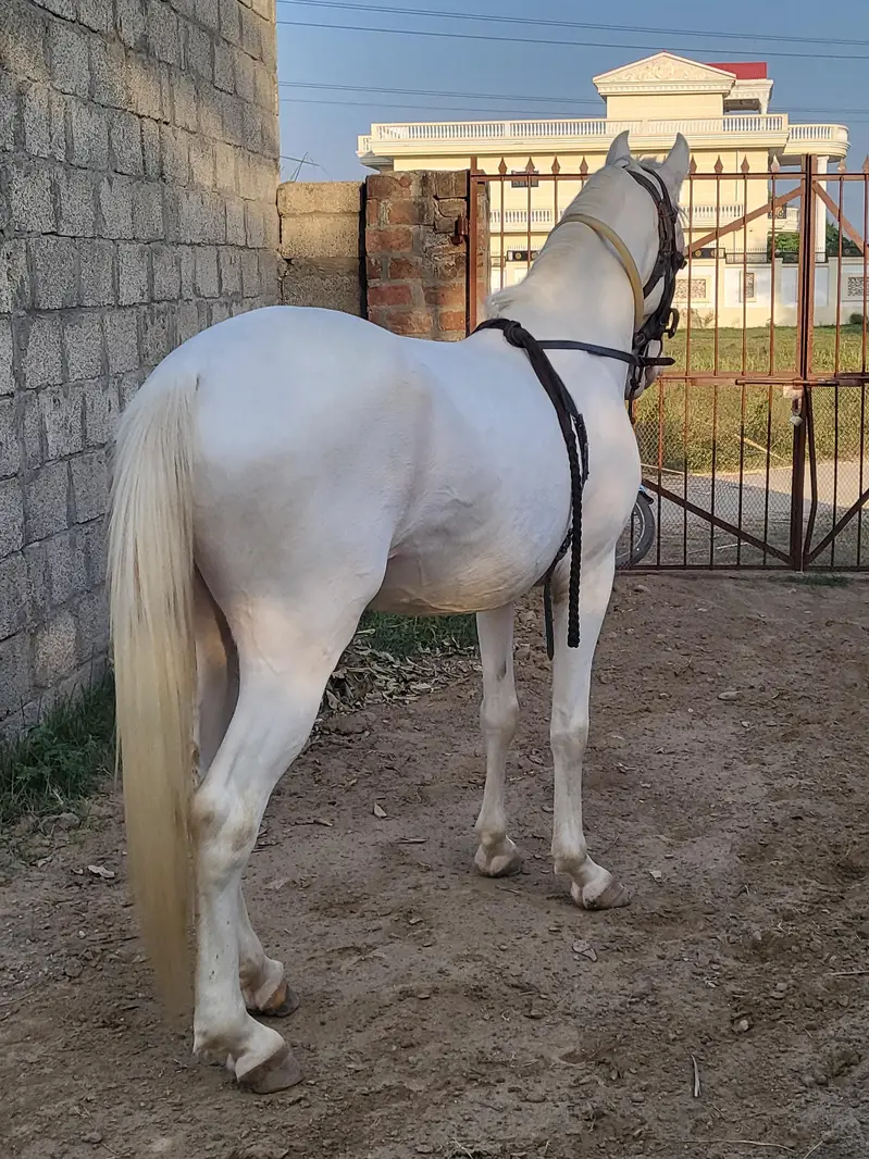 nukra wachera ghora pure blood line malik awan breed — photo 7