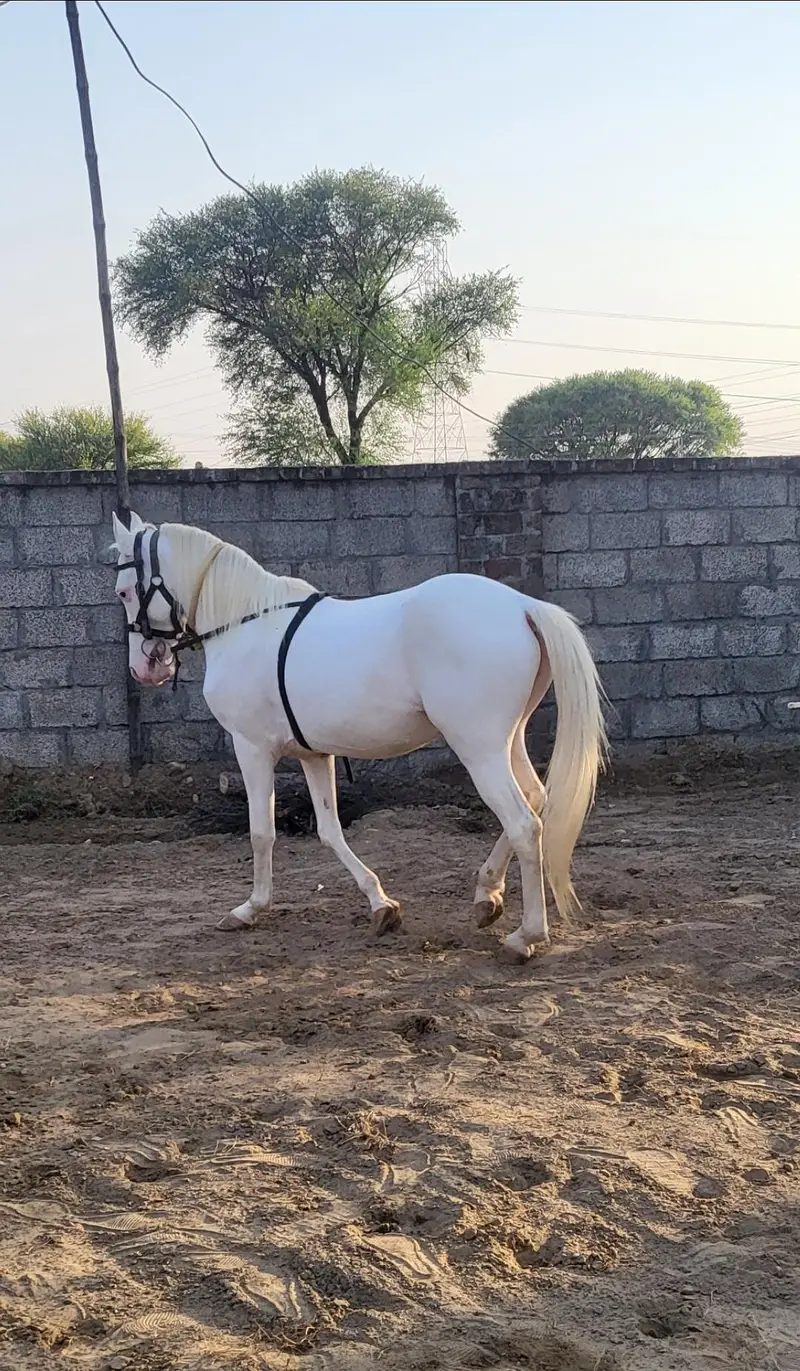 nukra wachera ghora pure blood line malik awan breed — photo 8