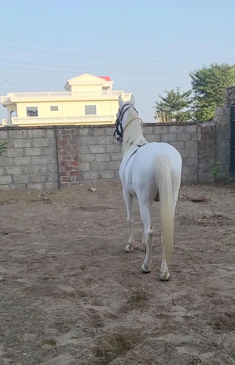 nukra wachera ghora pure blood line malik awan breed — photo 9