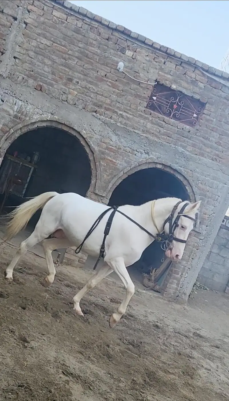 nukra wachera ghora pure blood line malik awan breed — photo 10
