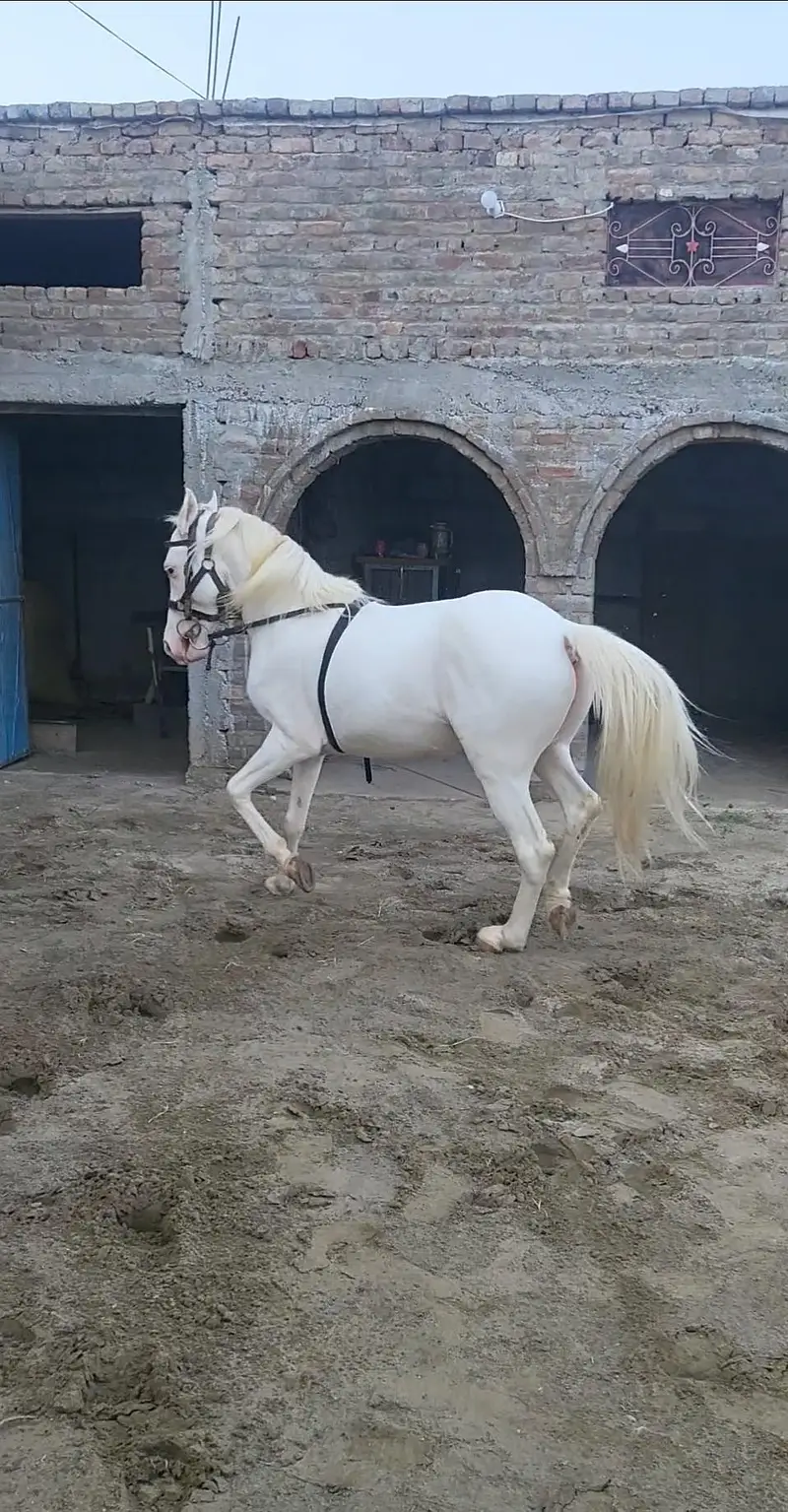 nukra wachera ghora pure blood line malik awan breed — photo 11