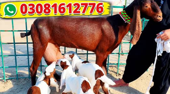 Desi Bakri 3 Bacchon Ka Sath Urgent For Sale