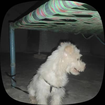 russian poodle family friendly dog 0 bites