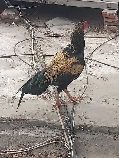 I sell my hens