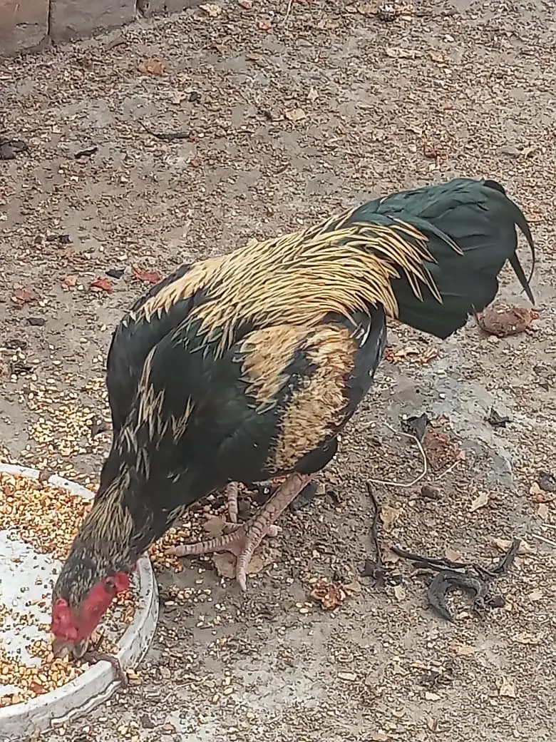 I sell my hens — photo 2