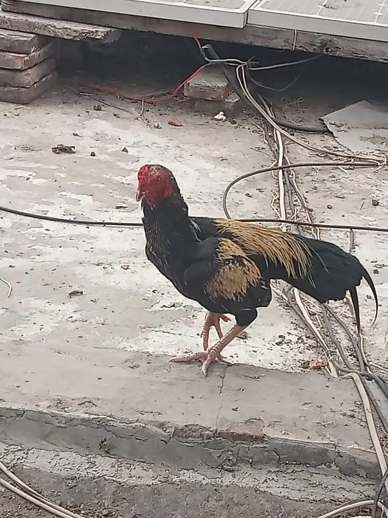 I sell my hens — photo 3