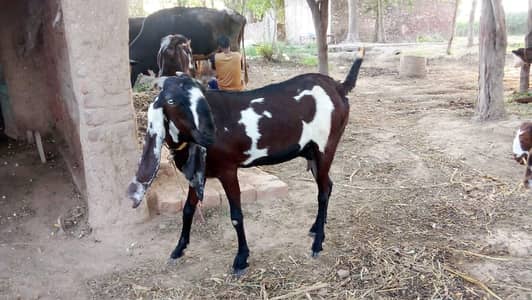 Goat for sale 4 months ghaban