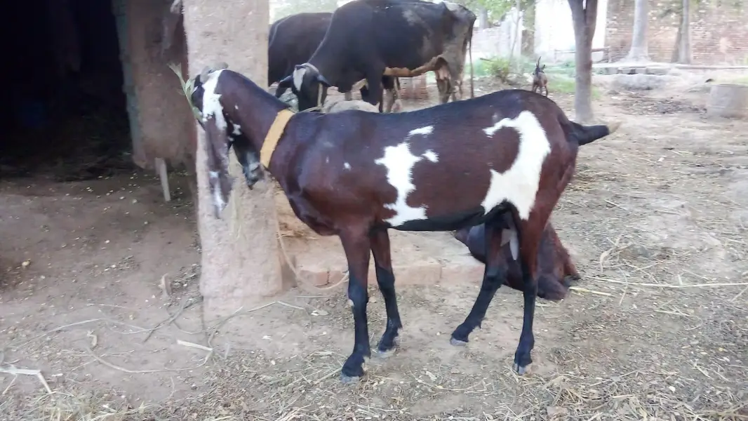 Goat for sale 4 months ghaban — photo 2