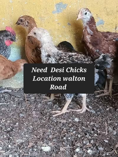 Need Golden misri desi chicks