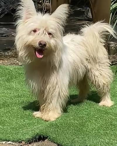 Russian poodle male  03208656556