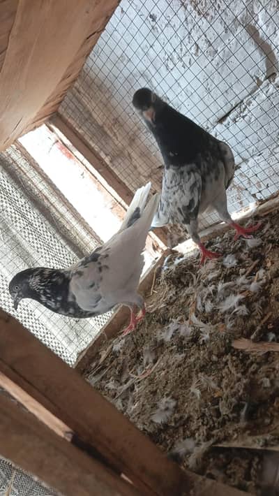 breeder pair for sale