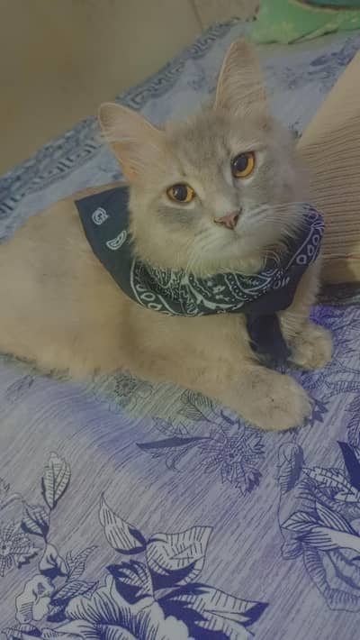 Garay Turkish Angora Available  | Kitten | High Quality | Fluffy Cat