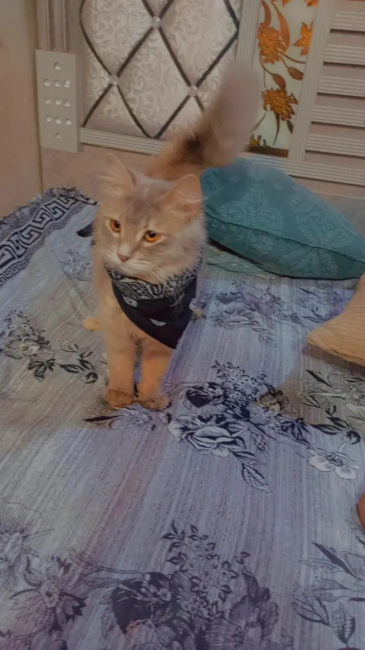 Garay Turkish Angora Available  | WhatsApp 03128921375 | Fluffy Cat — photo 2