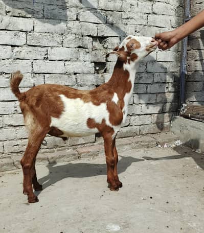 pure teda male