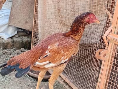 اعلی کوالٹی اسیل مرغیاں