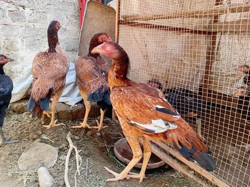اعلی کوالٹی اسیل مرغیاں 2