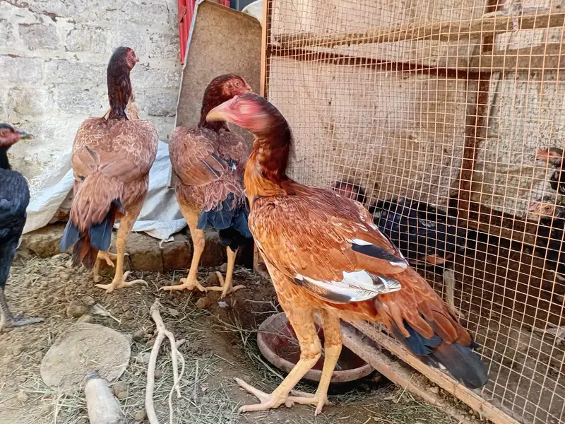 اعلی کوالٹی اسیل مرغیاں — photo 3