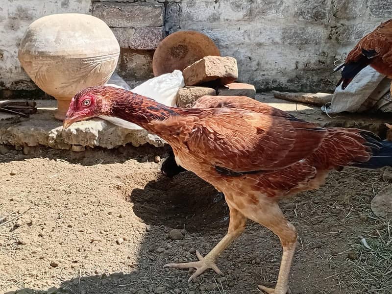اعلی کوالٹی اسیل مرغیاں 3