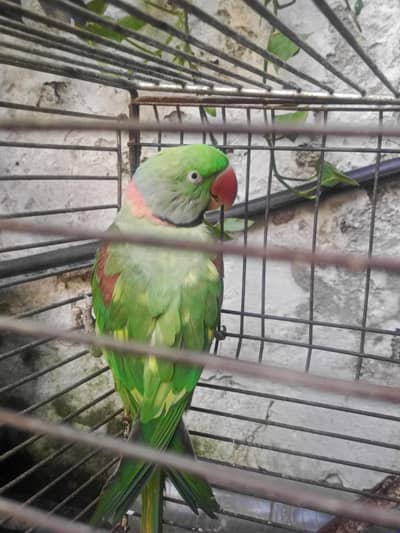 Raw parrot
