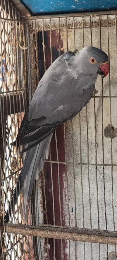 Grey Ring Neck  Breeder Female