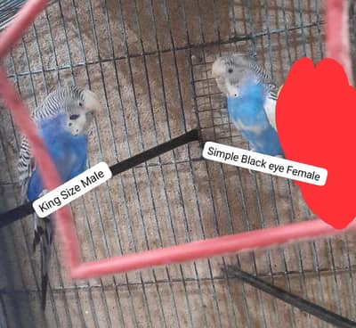 Birds Breeder pair for sale۔
