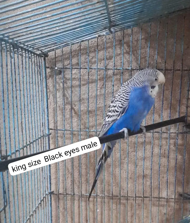 Birds Breeder pair for sale۔ — photo 2