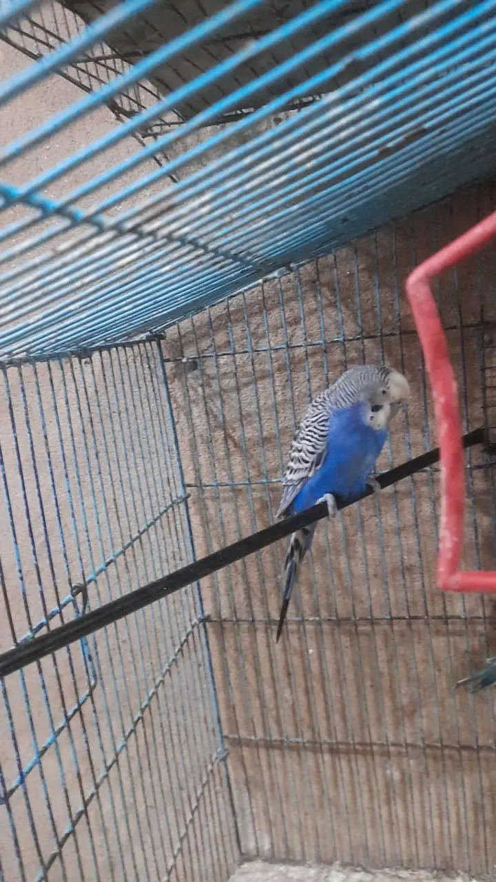 Birds Breeder pair for sale۔ — photo 3