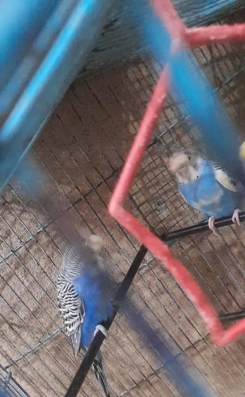 Birds Breeder pair for sale۔ — photo 4