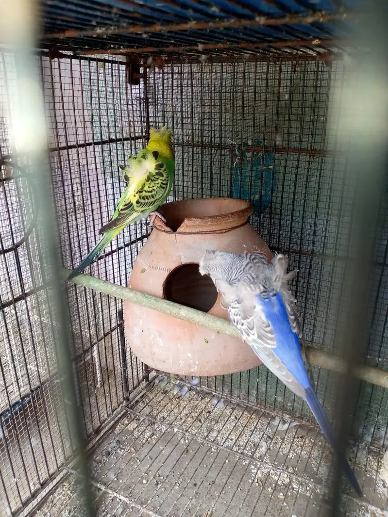 Exhibition or hogoroomo pair — photo 3