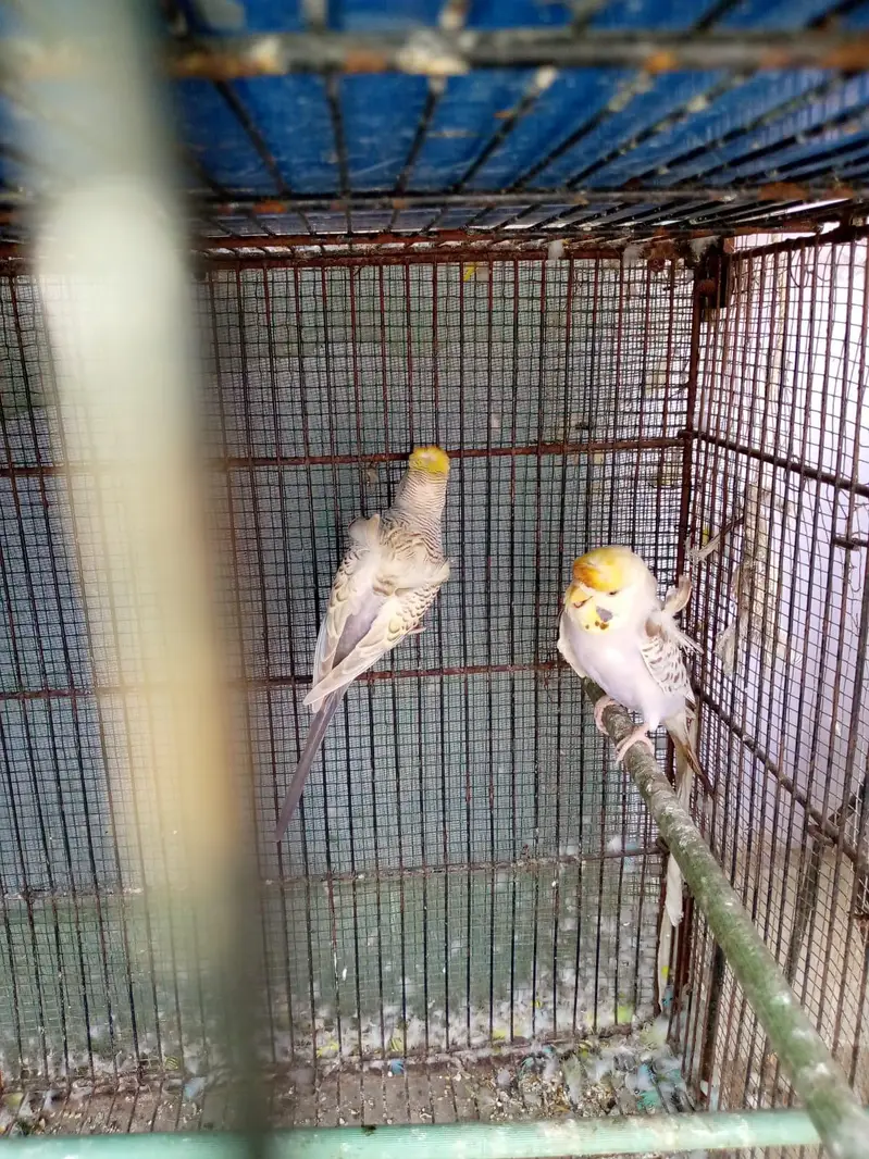 Exhibition or hogoroomo pair — photo 4