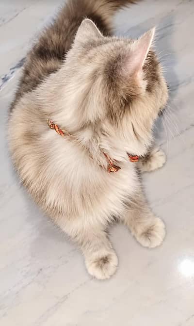 female Persian cat triple coat